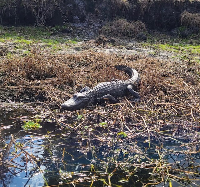 What to do about that pesky gator